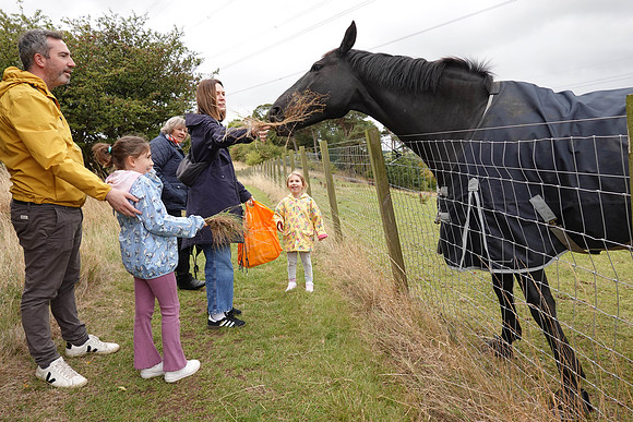 Feeding horses, Fairmilehead