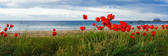 Poppies, Milsey Bay, North Berwick