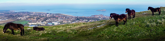 Exmoor Ponies on Berwick Law. View of North Berwick and Firth of Forth