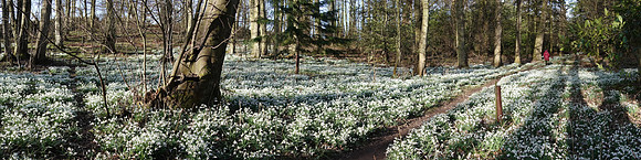 Beds of snowdrops beside Smeaton Lake, East Lothian