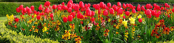Tulip Flower Bed, Lodge Grounds, North Berwick