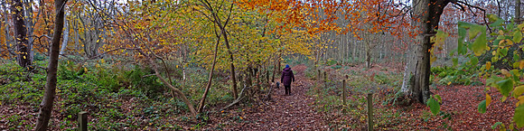 Links Wood, Tyninghame