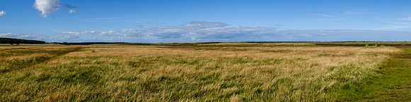Salt Marches, belhaven Bay