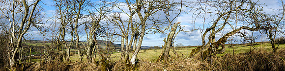 Trees up the Loaning, Denholm