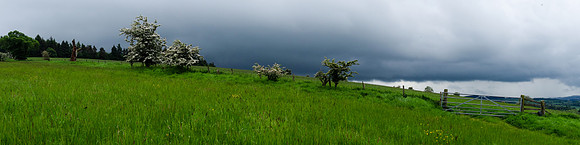 Hawthorn Bushes, dark sky and fields, Denholm