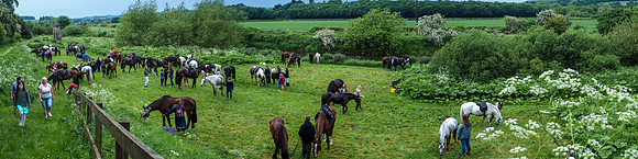 Horses in Quoiting Haugh and River Teviot, Denholm