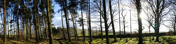 View of Ruberslaw through the trees