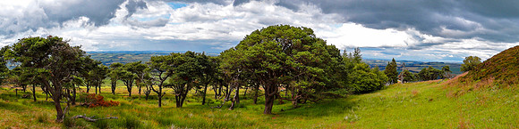Trees on Ruberslaw