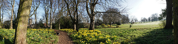 Spring Daffodils, The Lodge Grounds, North Berwick