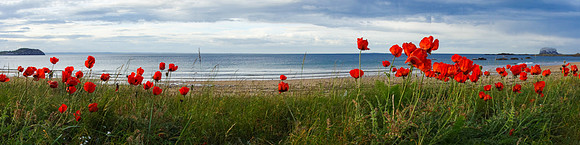 Poppies, Milsey Bay, North Berwick