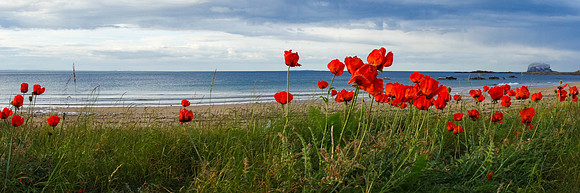 Poppies, Milsey Bay, North Berwick