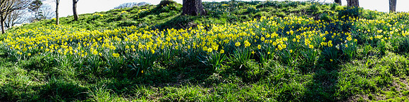 Bed of Daffodils in the Lodge Grounds, North Berwick