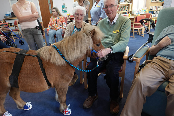 Minature Shetland Ponies at the Day Centre