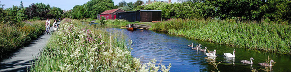 SWANS AND CYGNETS, UNION CANAL, EDINBURGH