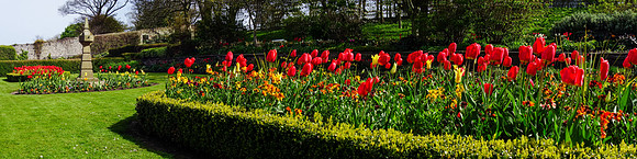 Tulip Beds of Flowers, Lodge Grounds, North Berwick