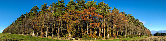 Trees, Denholm Hill Head